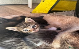 Mixed Breed cats for sale: 3 stunning unique kittens - Image 8