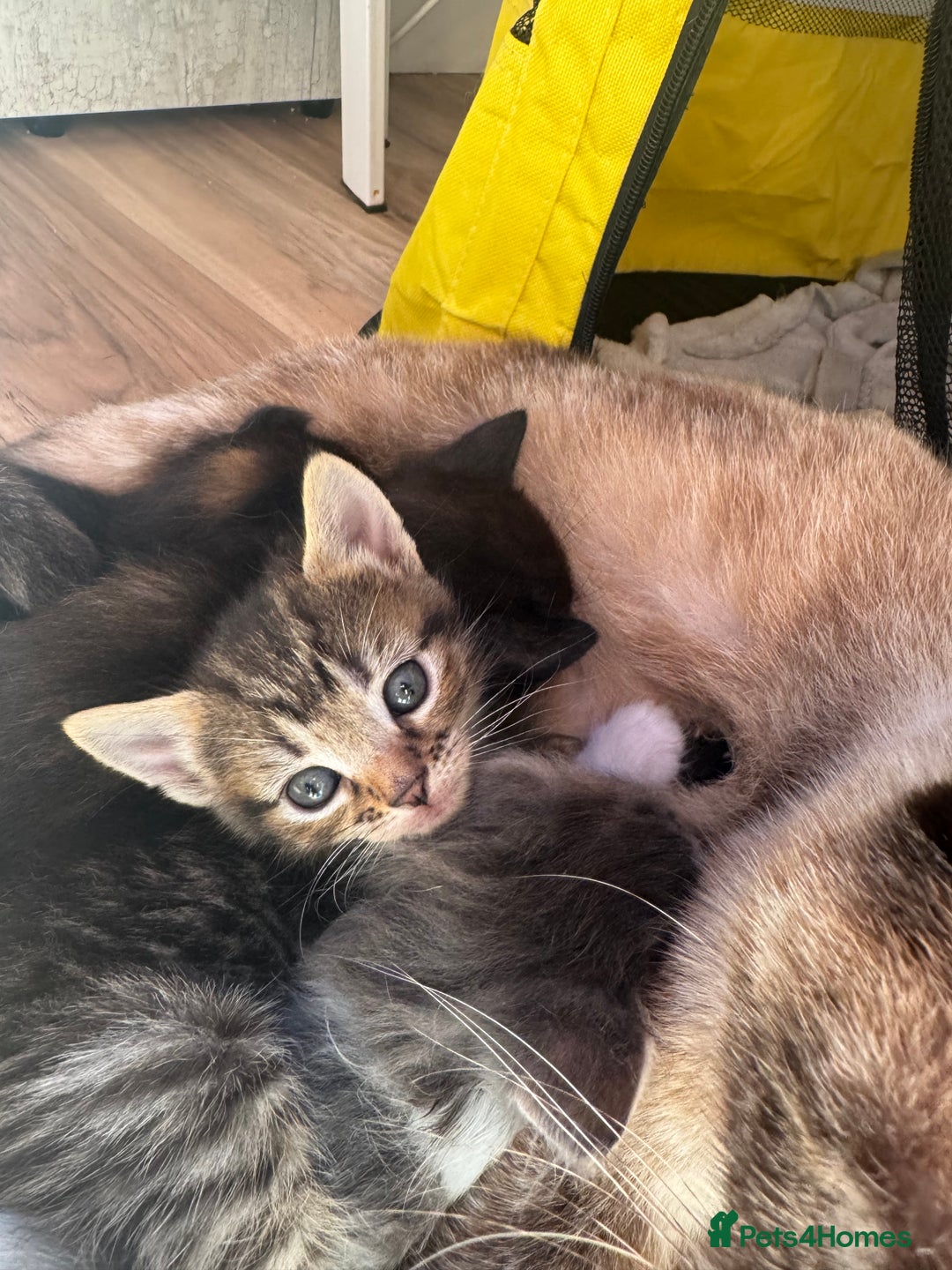Mixed Breed cats for sale: 3 stunning unique kittens - Image 8