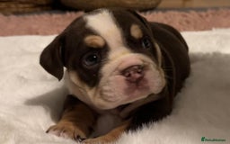 English Bulldog dogs for sale: 💖 5 Adorable English bulldog puppies 💖 - Image 22