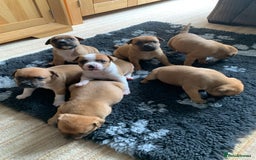 Staffordshire Bull Terrier dogs for sale: Stunning Red Staffy puppies KC top bloodlines - Image 27