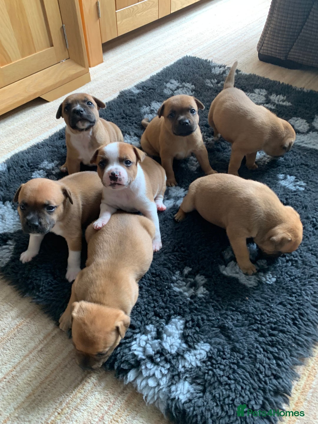 Staffordshire Bull Terrier dogs for sale: Stunning Red Staffy puppies KC top bloodlines - Image 27