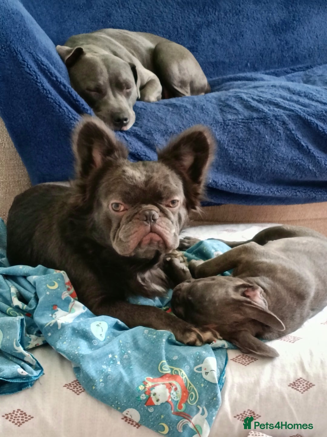 Mixed Breed dogs for sale: 6 little cuties 😍 - Advert 11