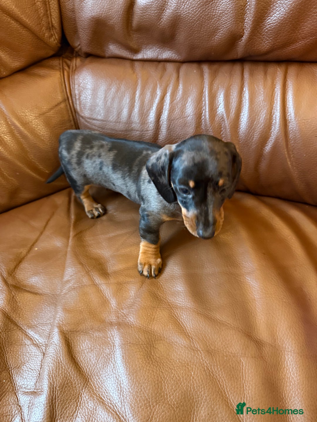 Dachshund dogs for sale: Miniature dachshund puppies 1 girl left - Advert 10