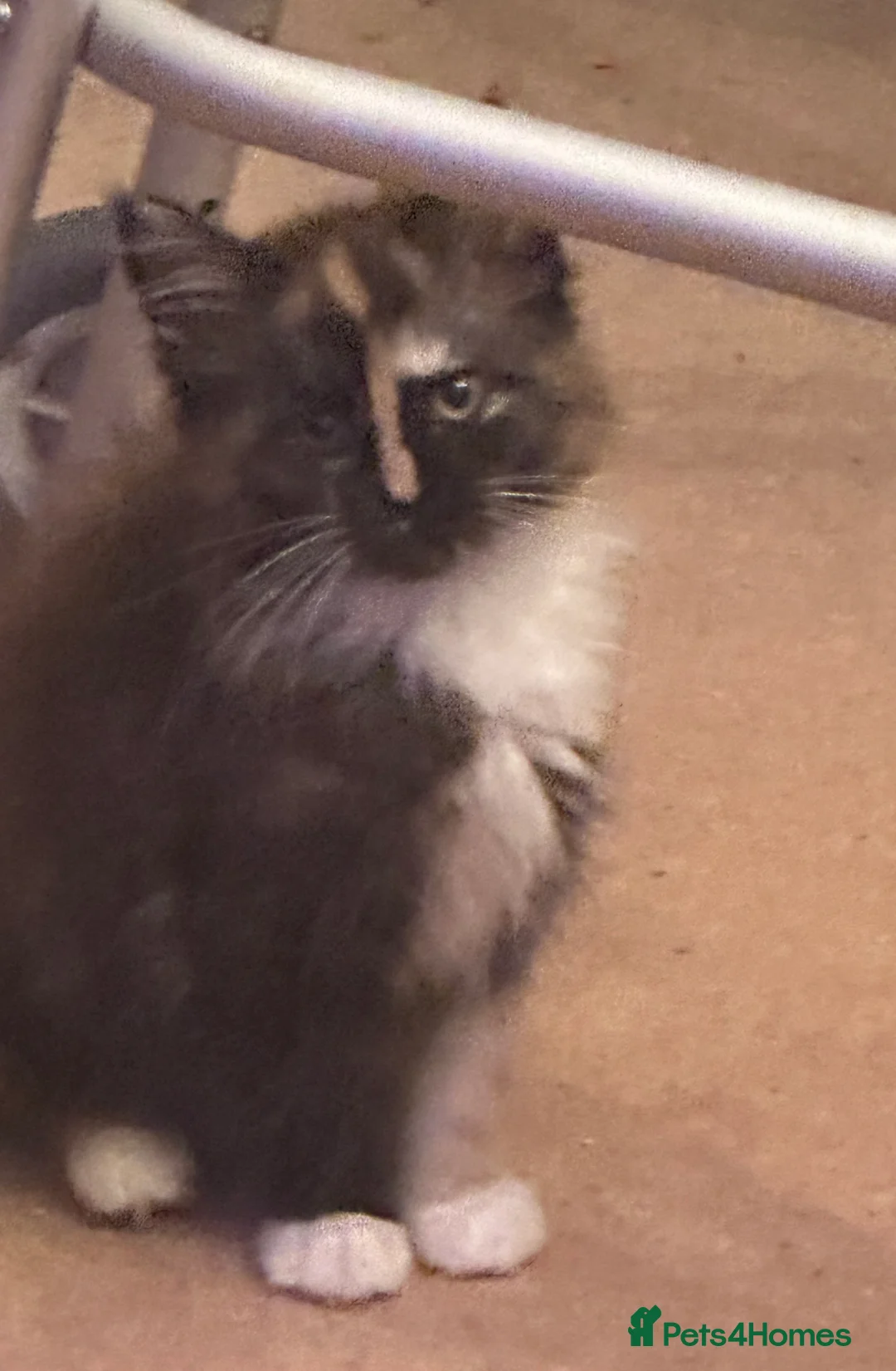 Maine Coon cats for sale: Tica Registered  Maine Coon Girl - Advert 2