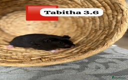 Hamster rodents for sale: Beautiful baby hamsters. Syrian and Russian Dwarf - Image 18