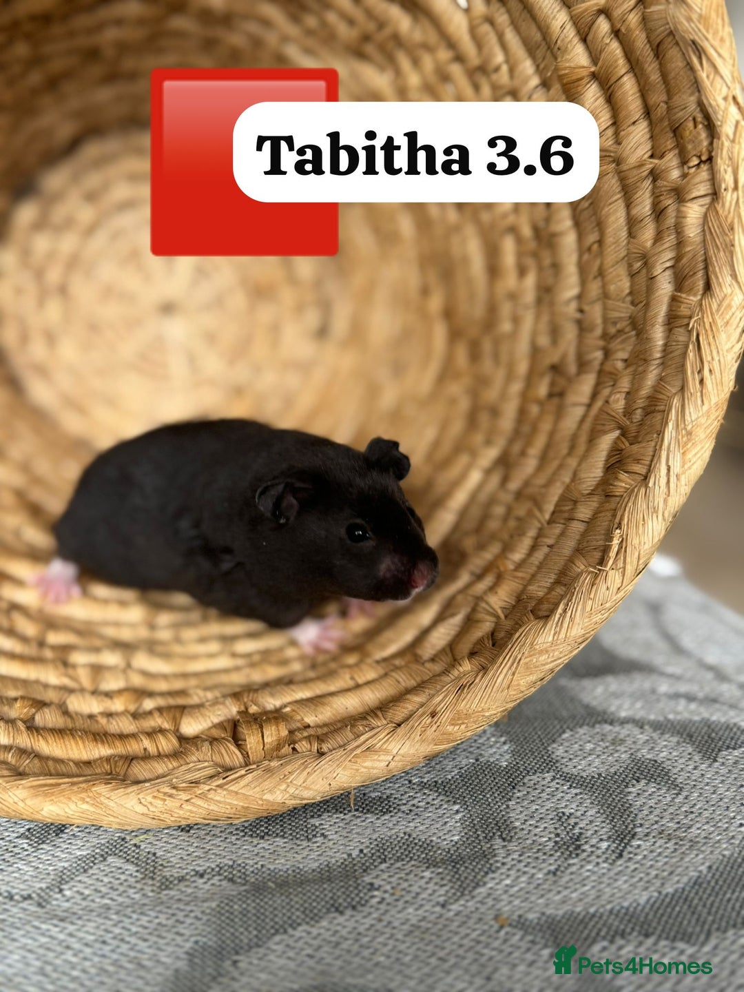 Hamster rodents for sale: Beautiful baby hamsters. Syrian and Russian Dwarf - Image 18