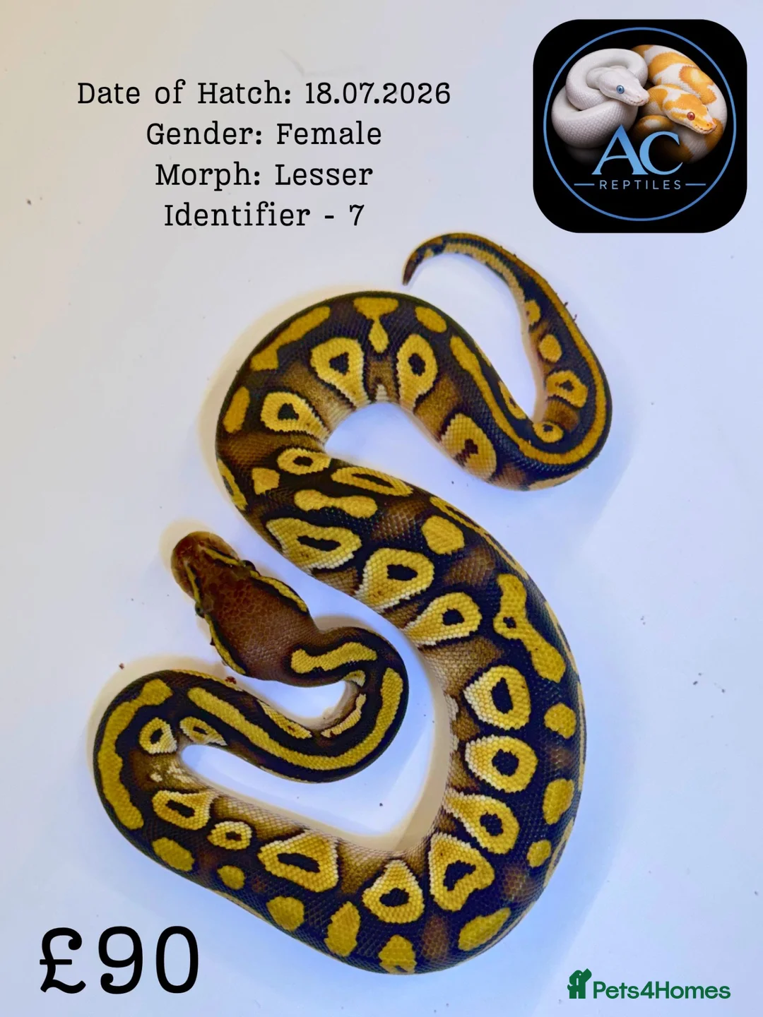 Python Snake reptiles for sale: Ball Pythons for Sale - Advert 6