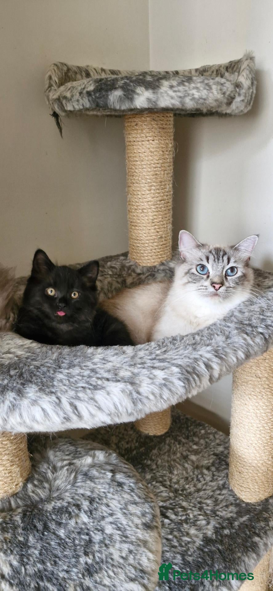 Mixed Breed cats Ragdoll Mix Kittens – Delivery Available - Advert 1