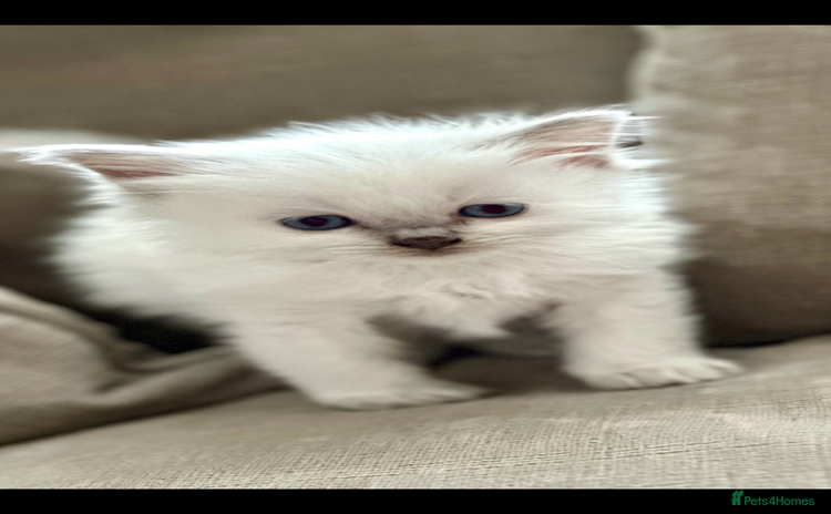 Ragdoll cats 🎀GCCF Heart-Melting Babies🦋 - Advert 13