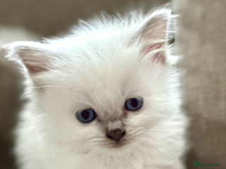 Ragdoll cats 🎀GCCF Heart-Melting Babies🦋 - Advert 5