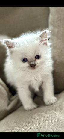 Ragdoll cats 🎀GCCF Heart-Melting Babies🦋 - Advert 13