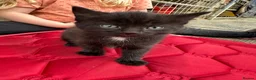 British Shorthair cats for sale: 2 female black tabby’s  in Waterlooville - Advert 4