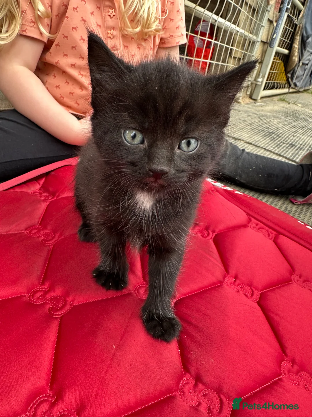 British Shorthair cats for sale: 2 female black tabby’s  in Waterlooville - Advert 4