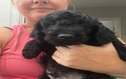 Cockapoo dogs for sale: Cockerpoo- beautiful Merle ready to go in Gillingham - Image 12