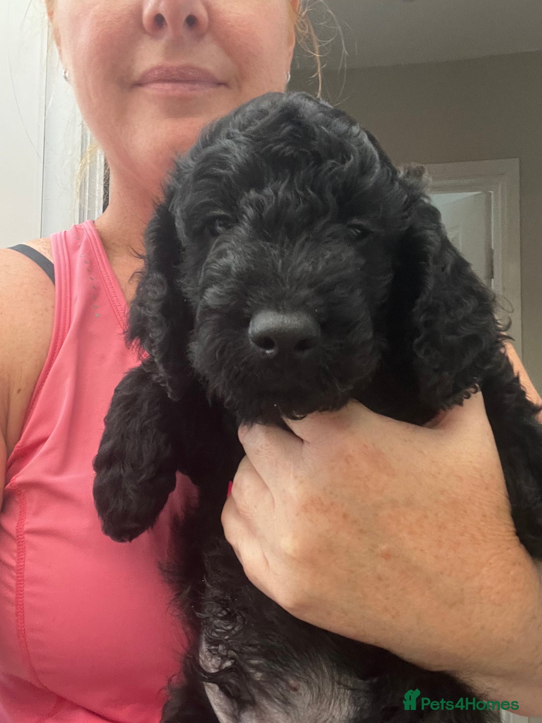 Cockapoo dogs for sale: Cockerpoo- beautiful Merle ready to go in Gillingham - Image 12