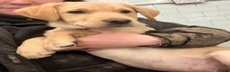 Labrador Retriever dogs for sale: 💛CHUNKY YELLOW LABS DUE 11TH SEPT💛 - Advert 11