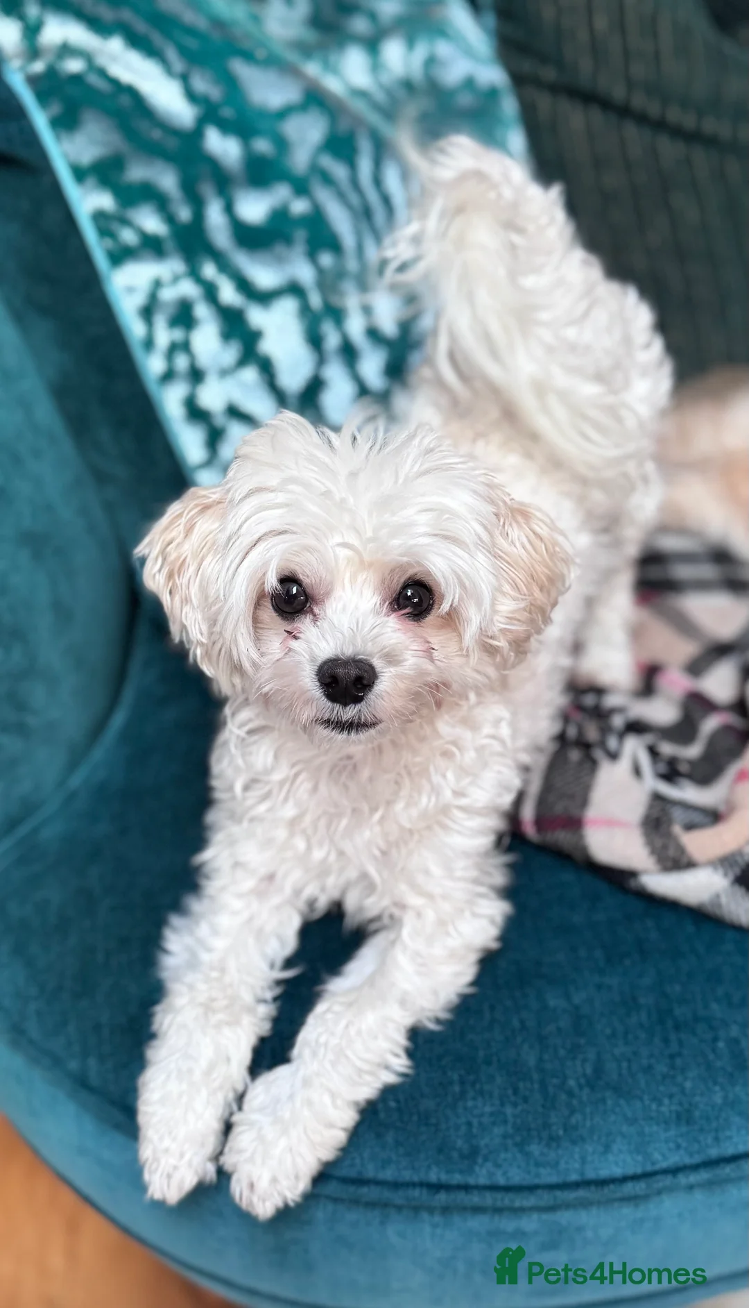 Maltipoo dogs for stud: Male for stud - Advert 2