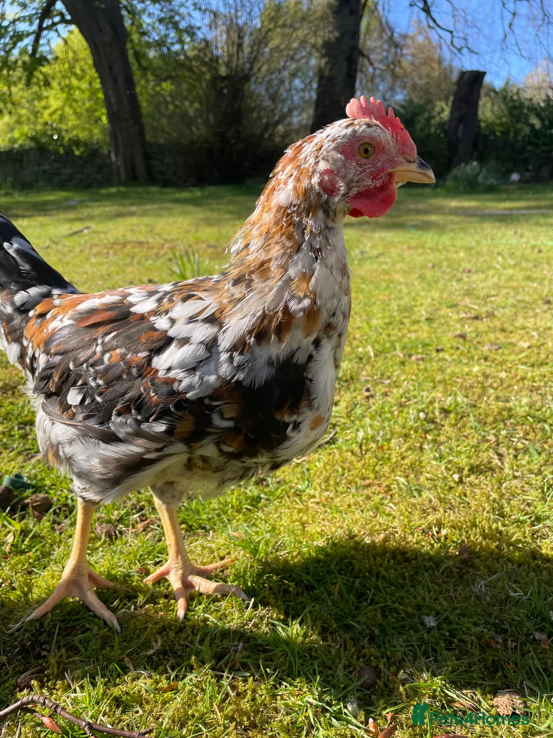 Chickens poultry for sale: Swedish Flower trio 🌸 - Advert 4