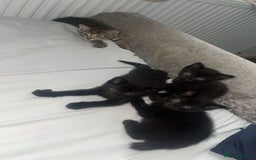 Siamese cats for sale: 4 beautiful Siamese kittens  - Image 2