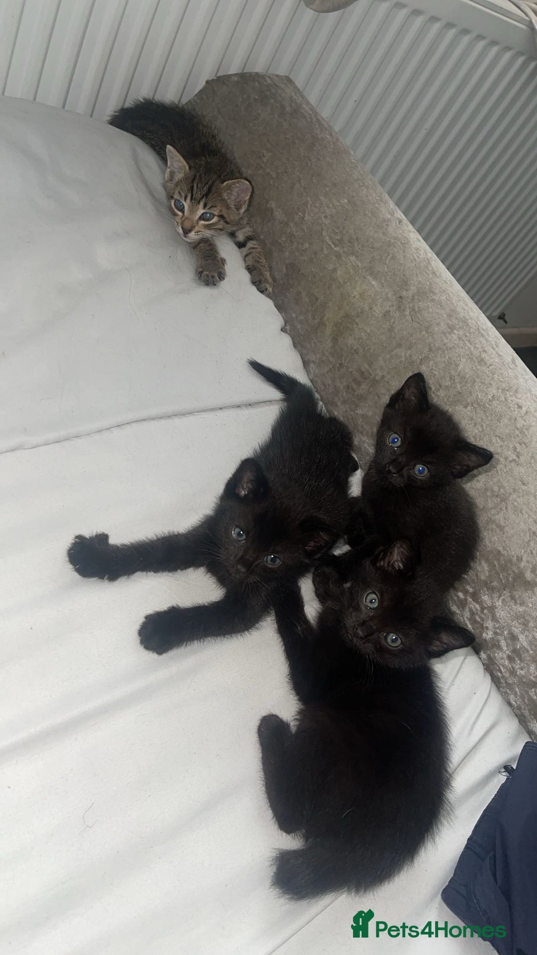 Siamese cats for sale: 4 beautiful Siamese kittens  - Image 2