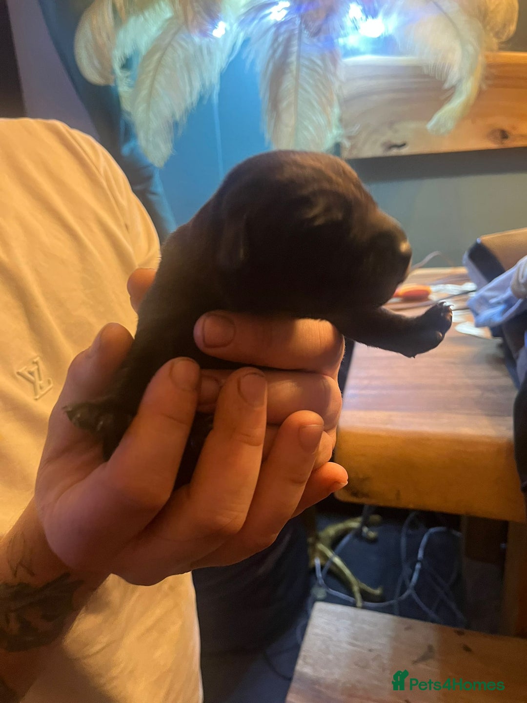 Mixed Breed dogs for sale: Blue staff x Black labrador puppies  - Advert 11