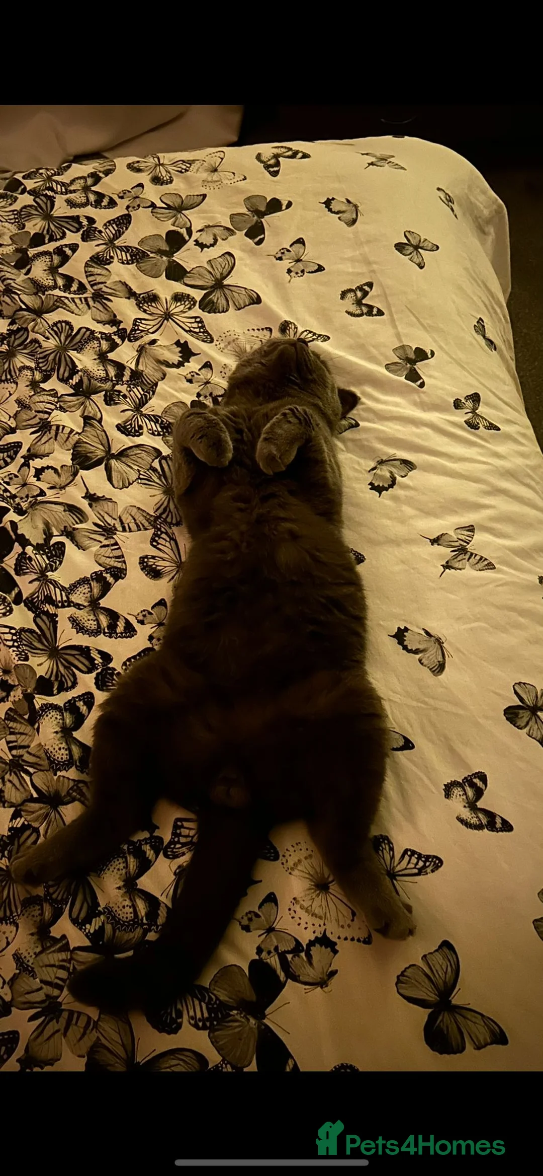 British Shorthair cats for stud: Stud Pedigree Actice Available, Friendly Gentle - Advert 5