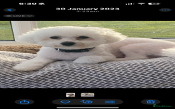 Poochon dogs for sale: Stunning Litter of Poochon puppies  - Image 2