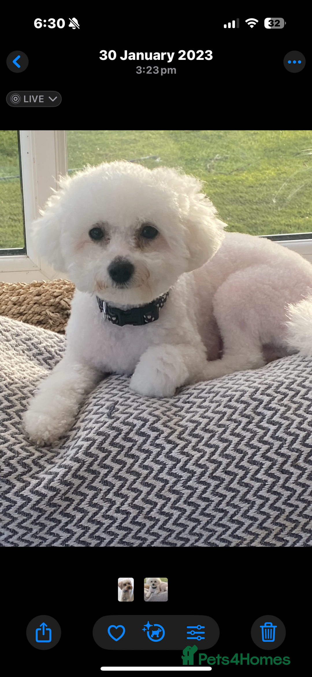 Poochon dogs for sale: Stunning Litter of Poochon puppies  - Image 2