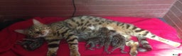 Bengal cats for sale: Bengal kitten 8 weeks - Advert 1