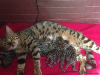 Bengal cats Bengal kitten 8 weeks - Advert 1