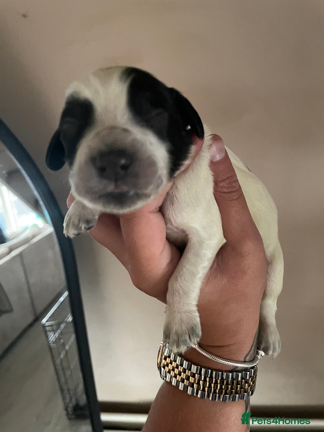 Sprocker dogs for sale: Sprocker puppys - Image 1