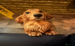 Dachshund dogs for stud: Gorgeous Boy Available as a Stud Dog - Image 2