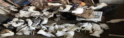 Doves birds for sale: Beautiful Flock 50–60 Fantails, Doves&Pigeons–Free - Advert 8