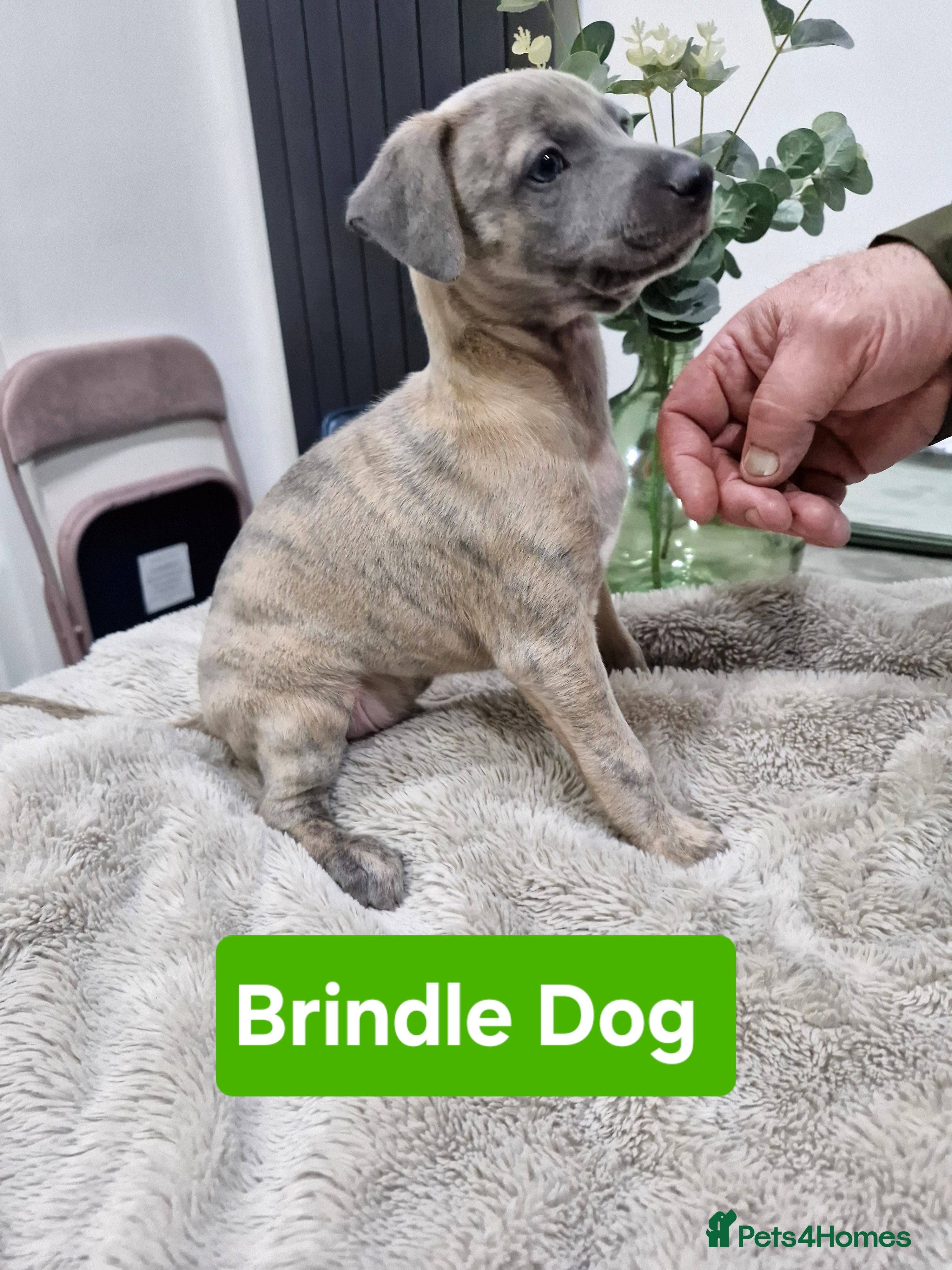 Whippet dogs KC Reg Whippet Puppies for sale  - Advert 6