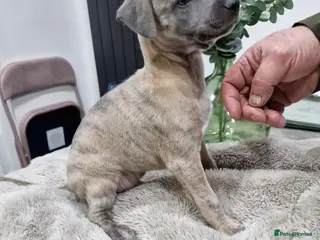 Whippet dogs KC Reg Whippet Puppies for sale - Advert 6