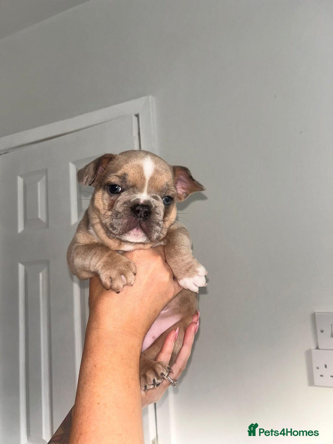 Mixed Breed dogs for sale: French pomerdogs  - Image 5