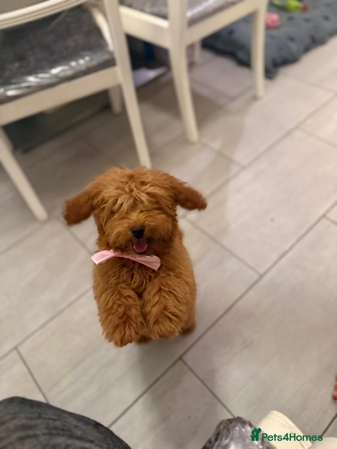 Miniature Poodle dogs for sale: 🐶 Toy/Miniature Poodle Puppies! 🐾 - Image 5