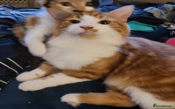 Mixed Breed cats for sale: Bonded pair of Kittens (vaccinated) - Image 11