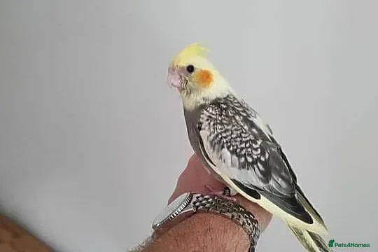 Cockatiels birds Friendly cockatiels baby boys and girls  - Advert 1