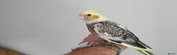 Cockatiels birds for sale: Friendly cockatiels baby boys and girls  - Advert 1