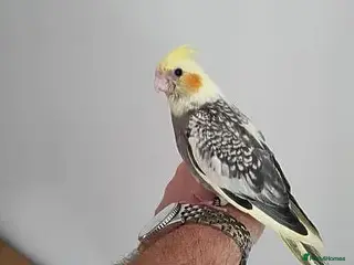 Cockatiels birds for sale: Friendly cockatiels baby boys and girls - Advert 3