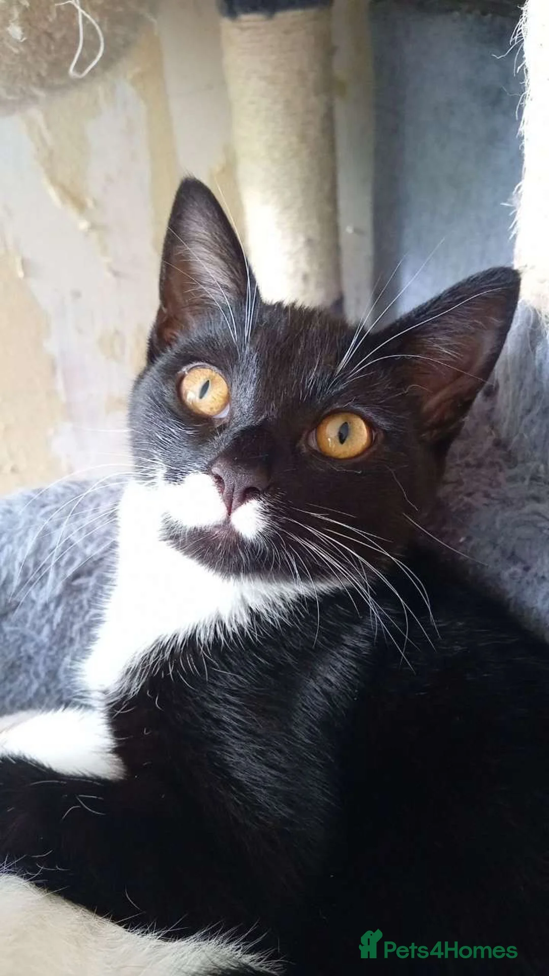 British Shorthair cats for sale: gorgeous black and white girl - Advert 1