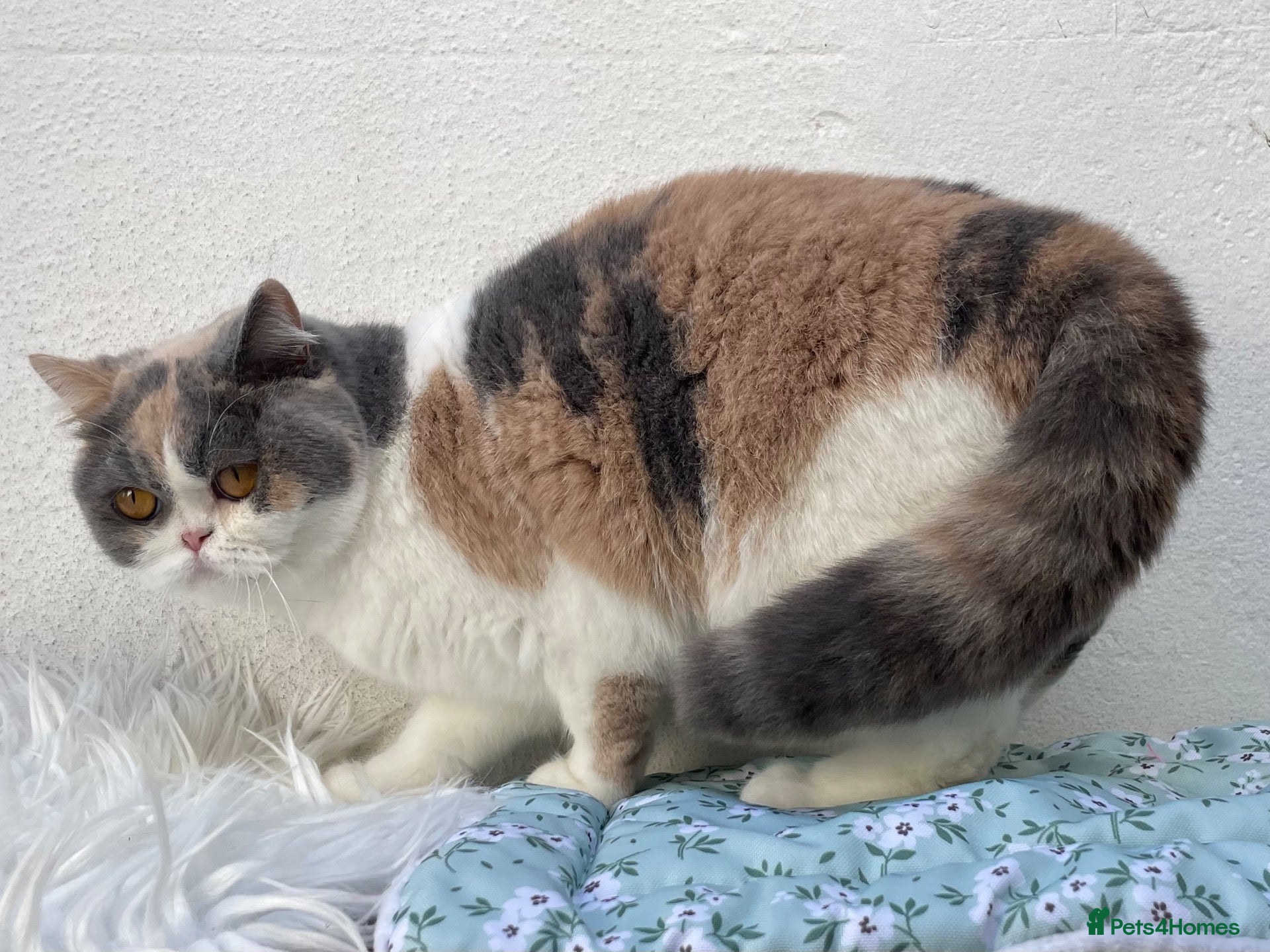 British Shorthair cats Young girl - GCCF reg - fun and playful - Advert 1