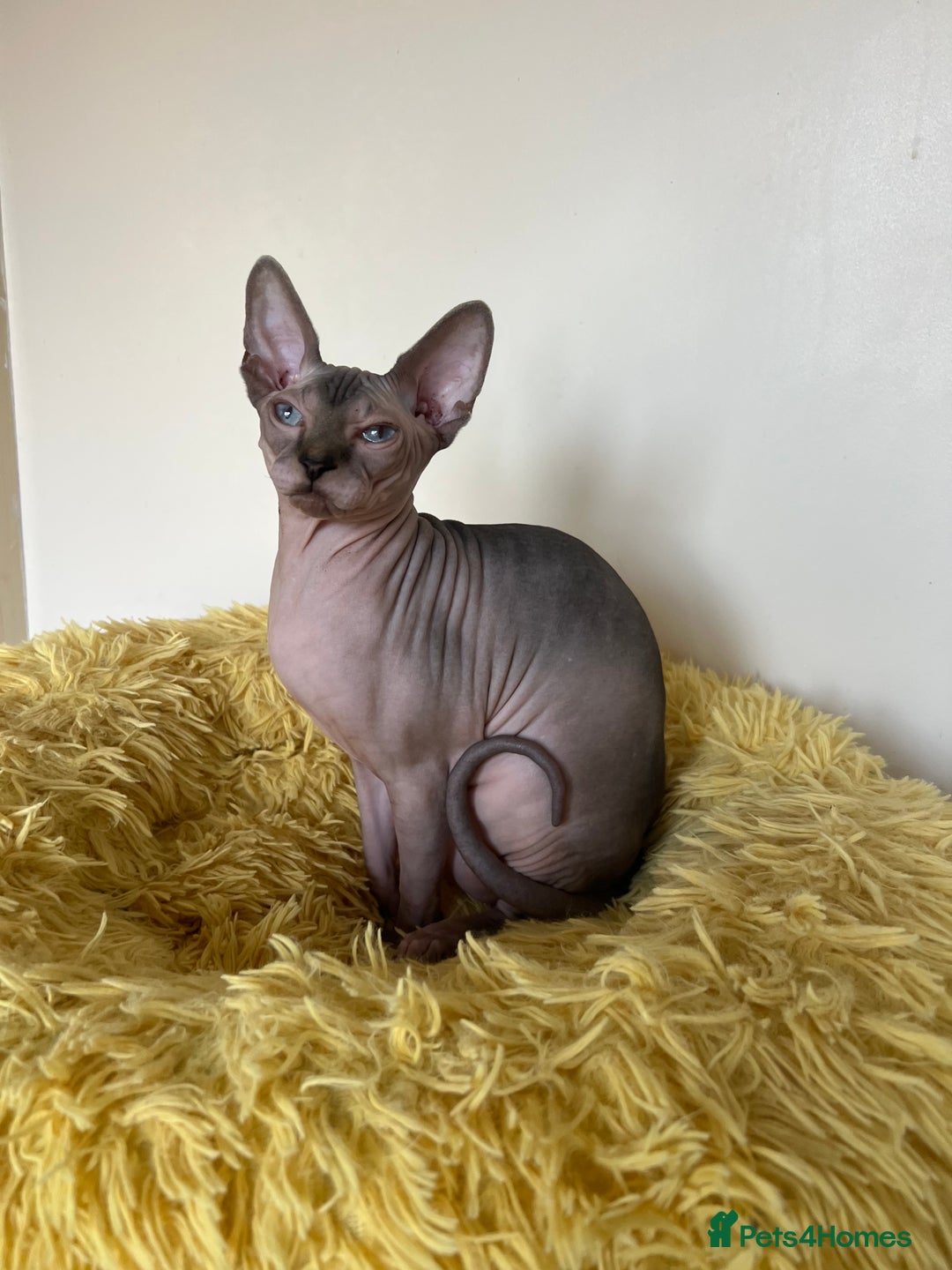 Sphynx cats for sale: 2 Beautiful sphynx kittens available - Advert 11