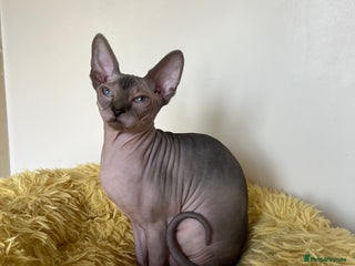 Sphynx cats Last sphynx girl available - Advert 5
