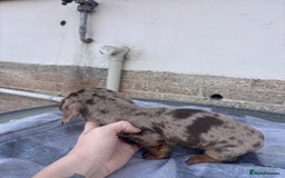 Miniature Dachshund dogs for sale: Miniature dachshund puppies - Advert 9