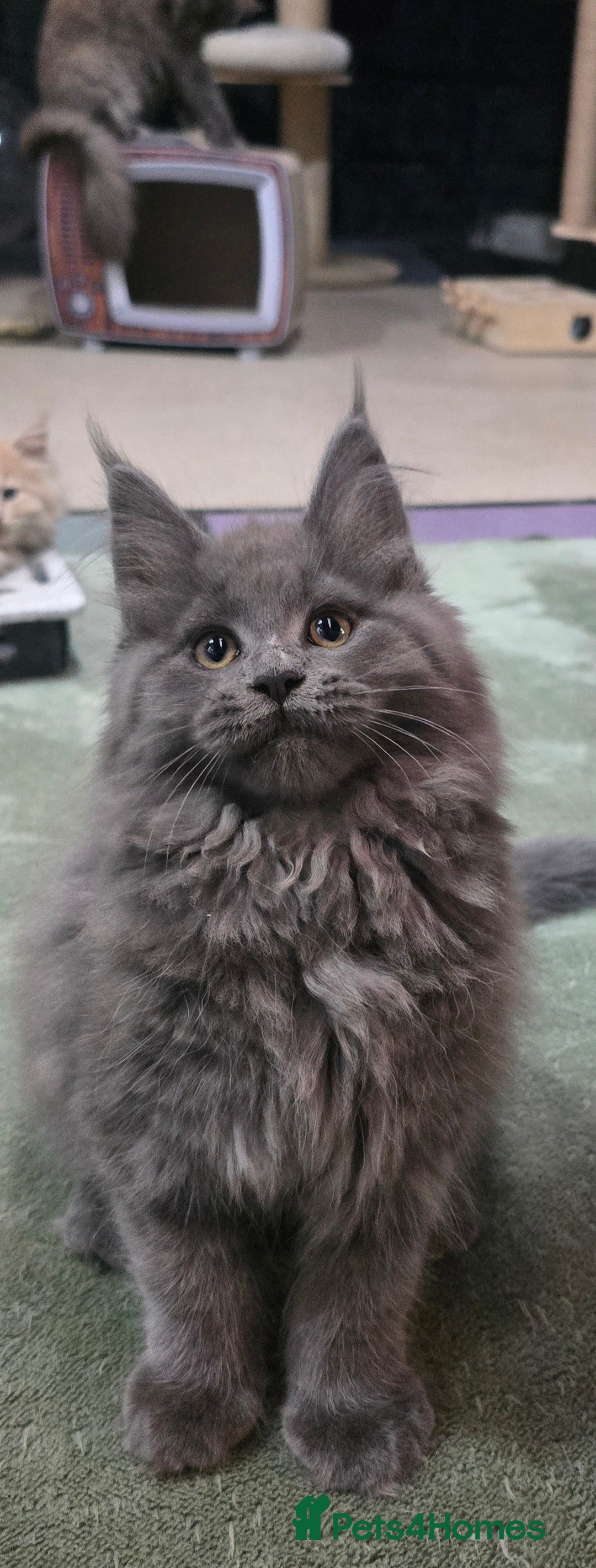 Maine Coon cats for sale: Gccf registered maine coon girl - Image 10