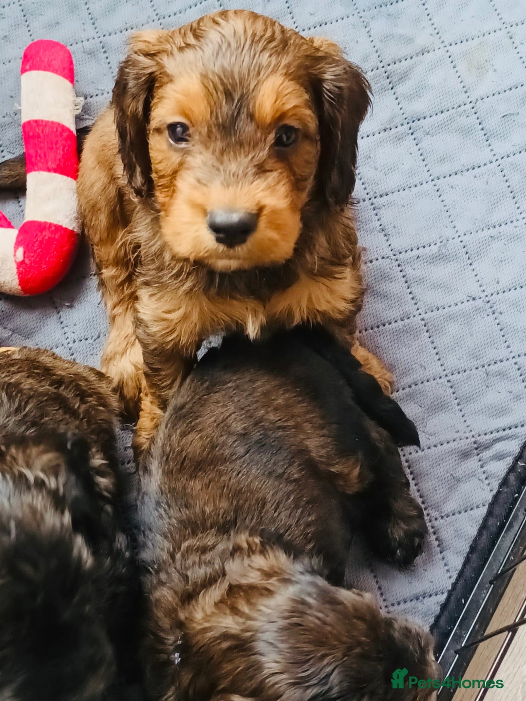 Cockapoo dogs for sale: LOVELY HEALTH TESTED F1 COCKERPOOS - Image 5