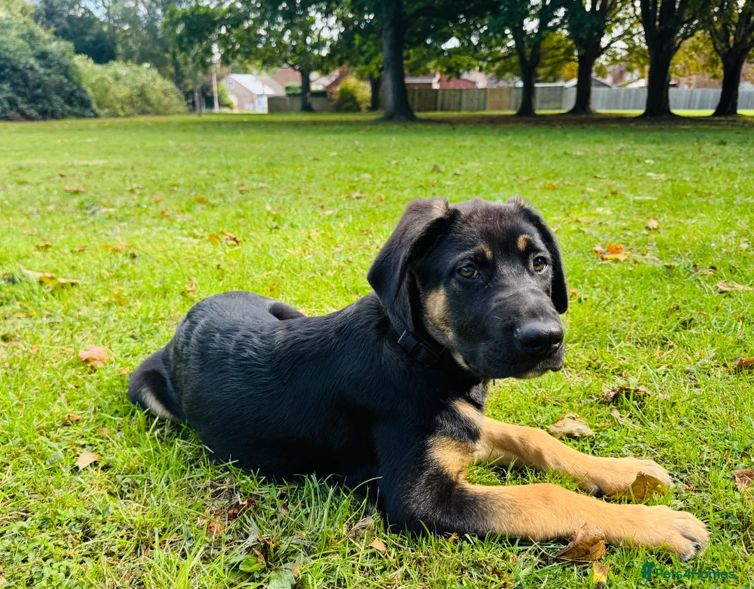 Mixed Breed dogs for sale: Louis - Advert 3