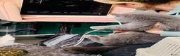 British Shorthair cats for sale: GCCF Registered British Shorthair Kittens - Advert 6